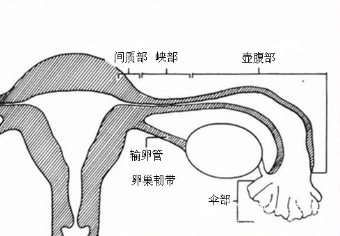 ③单侧(偶尔双侧)副输卵管:为输卵管分支,具有伞部,内腔与输卵管相通